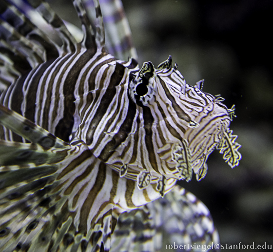 lionfish